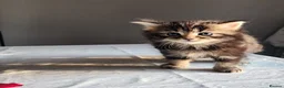 Persian cats for sale: Persian× British short hair(Perdolls) - Advert 17