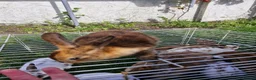 Mixed Breed rabbits for sale: bunnies in Plymouth - Advert 5