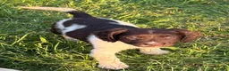 English Springer Spaniel dogs for sale: Stunning working springers  in Solihull - Advert 7