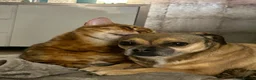 Bengal cats for sale: Paddy the Bengal  - Advert 2
