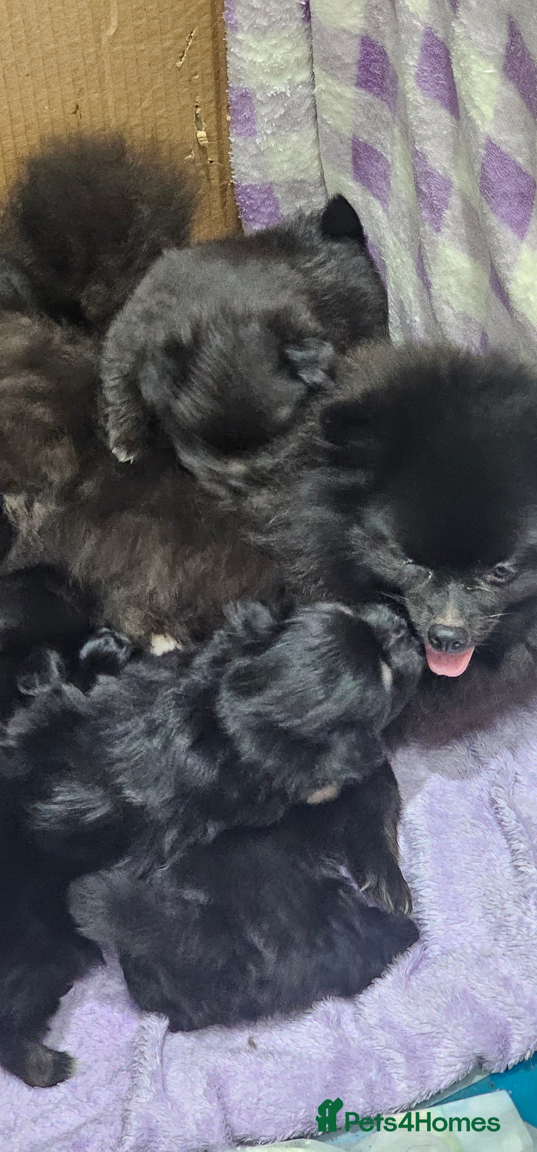 Mixed Breed dogs for sale: Mother blue Russian pomeranian, dad pure maltese  - Image 6