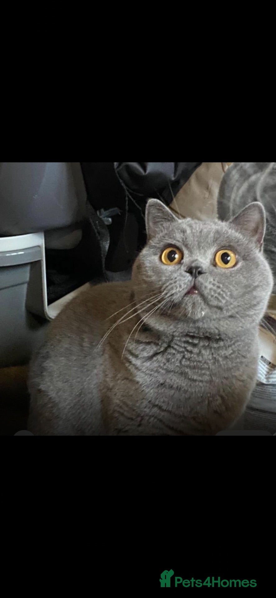 British Shorthair cats British cats for Rehome  - Advert 1