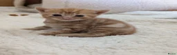 Mixed Breed cats for sale: 1 ginger male 1 black female  in Addlestone - Advert 4