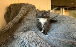 Mixed Breed cats for sale: Adorable Kittens  - Image 4