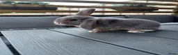 Mini Lop rabbits for sale: Mini lop female - Advert 5