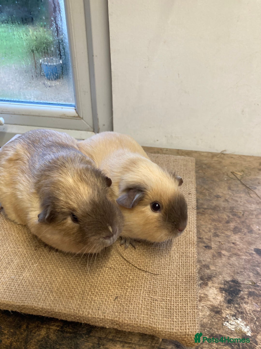 Guinea Pig rodents for sale: Californian Guinea pigs - Advert 3