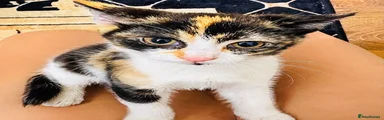 Domestic Shorthair 2