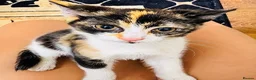 Domestic Shorthair cats for sale: Domestic shorthair kitten for sale black-white- - Advert 6