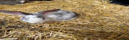 Mixed Breed rabbits for sale: Lovely litter of mixed breed rabbits  - Advert 5
