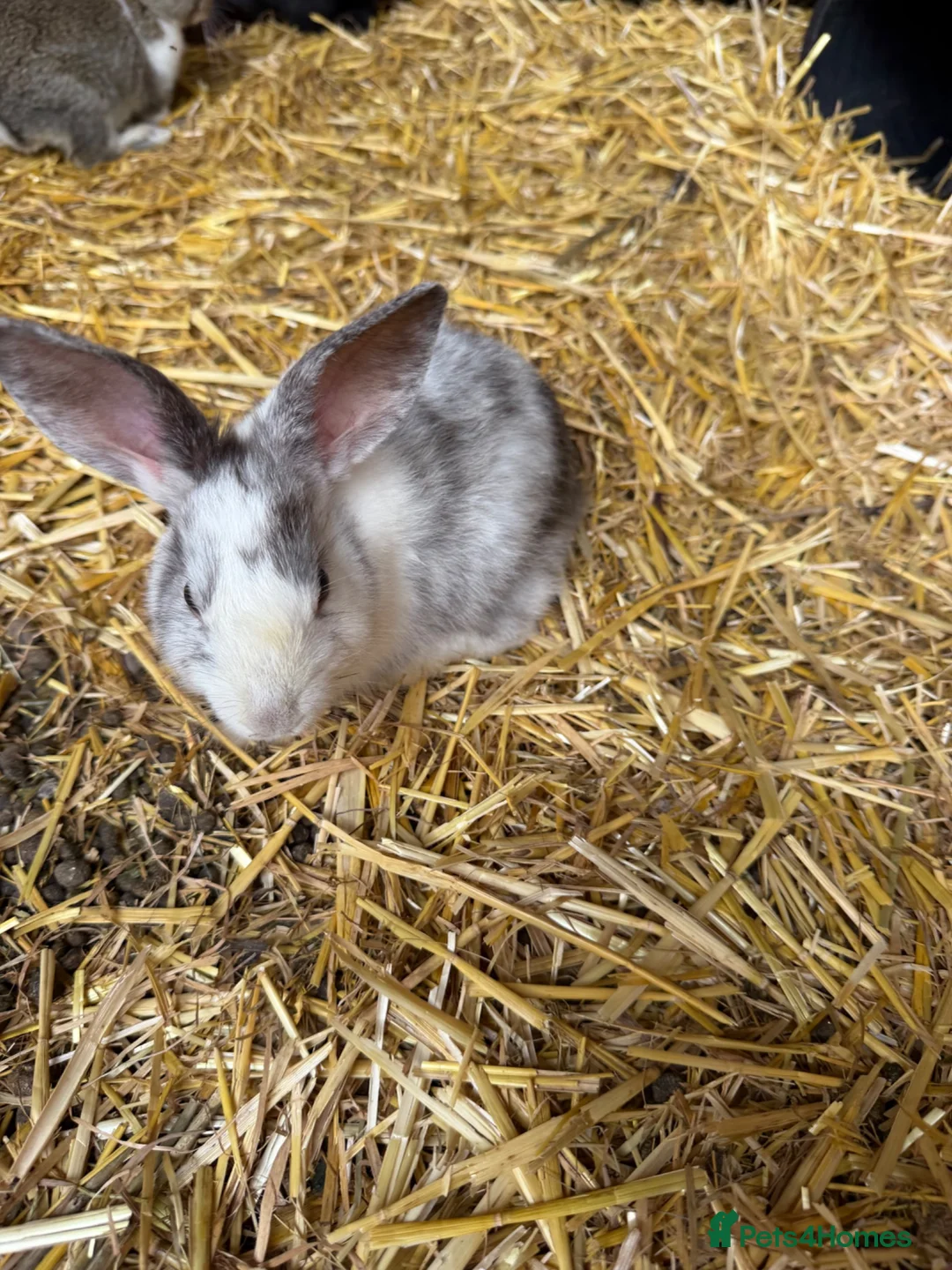 Mixed Breed rabbits for sale: Lovely litter of mixed breed rabbits  - Advert 5