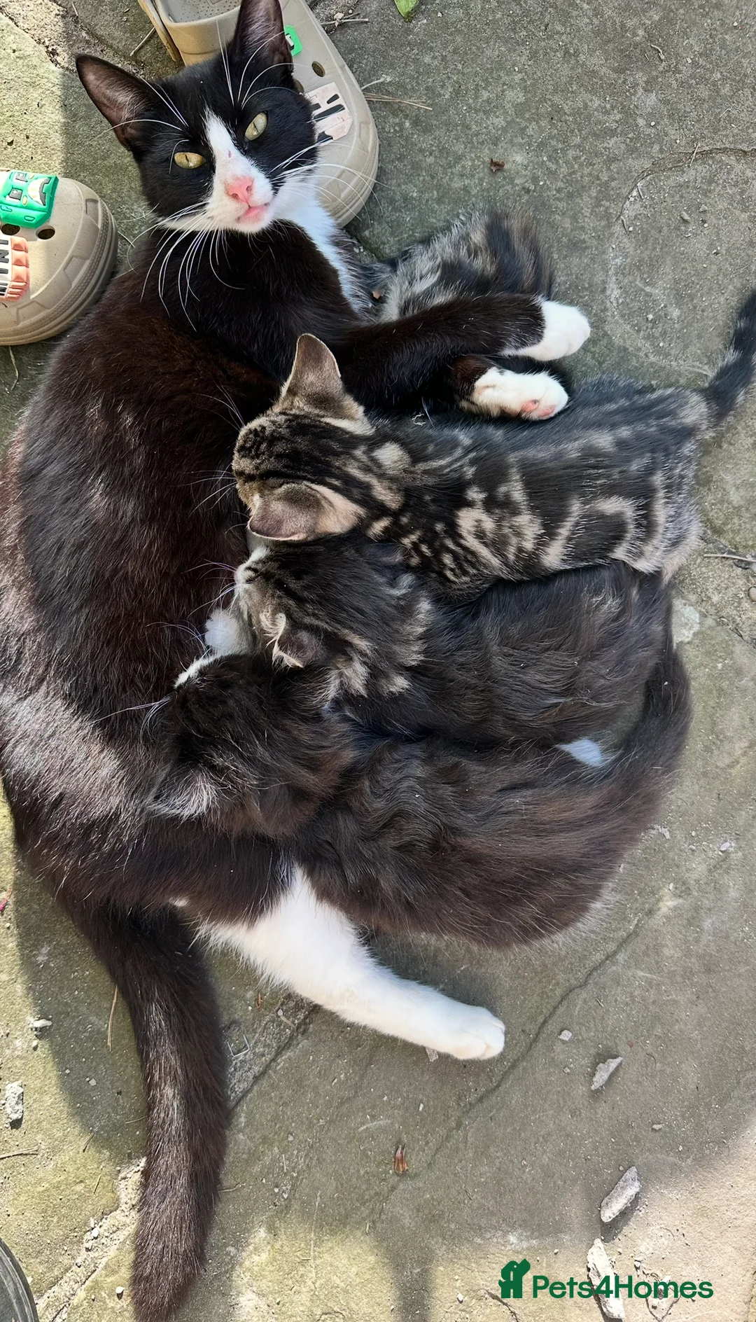 Mixed Breed cats for sale: Mixed breed from a lovely family of cats in Hereford - Advert 2