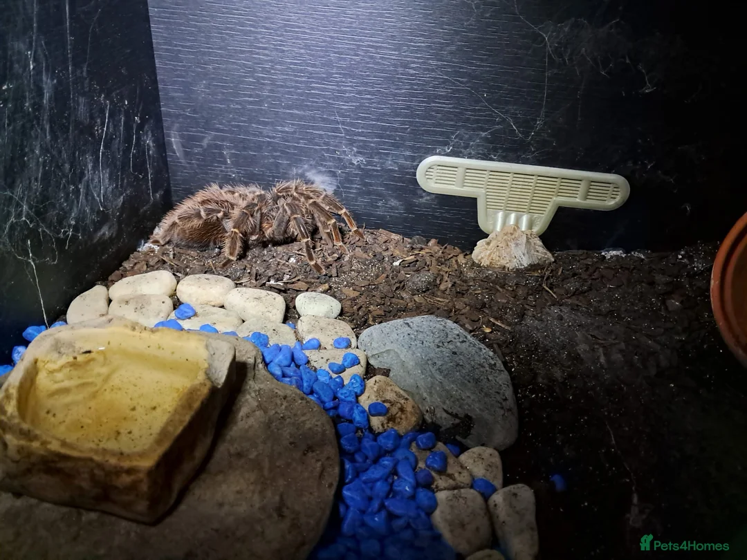 Tarantulas invertebrates for sale: Salmon Pink Birdeater Tarantula about 9 years old - Advert 1