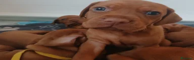 Hungarian Vizsla 3