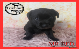 Labrador Retriever dogs for sale: *Ready Now* Quality Black Labradors  - Image 8