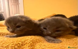 Mixed Breed cats for sale: Long haired ragdoll cross - Image 4