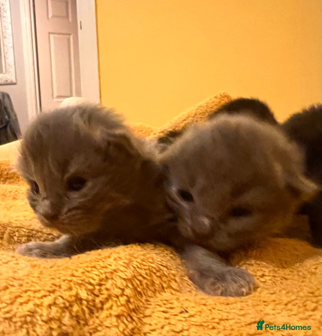 Mixed Breed cats for sale: Long haired ragdoll cross - Image 4