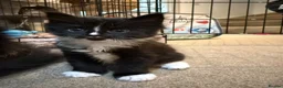 Maine Coon cats for sale: Stunning Maine Coon Cross Kittens – Ready Soon 🐾  - Advert 14