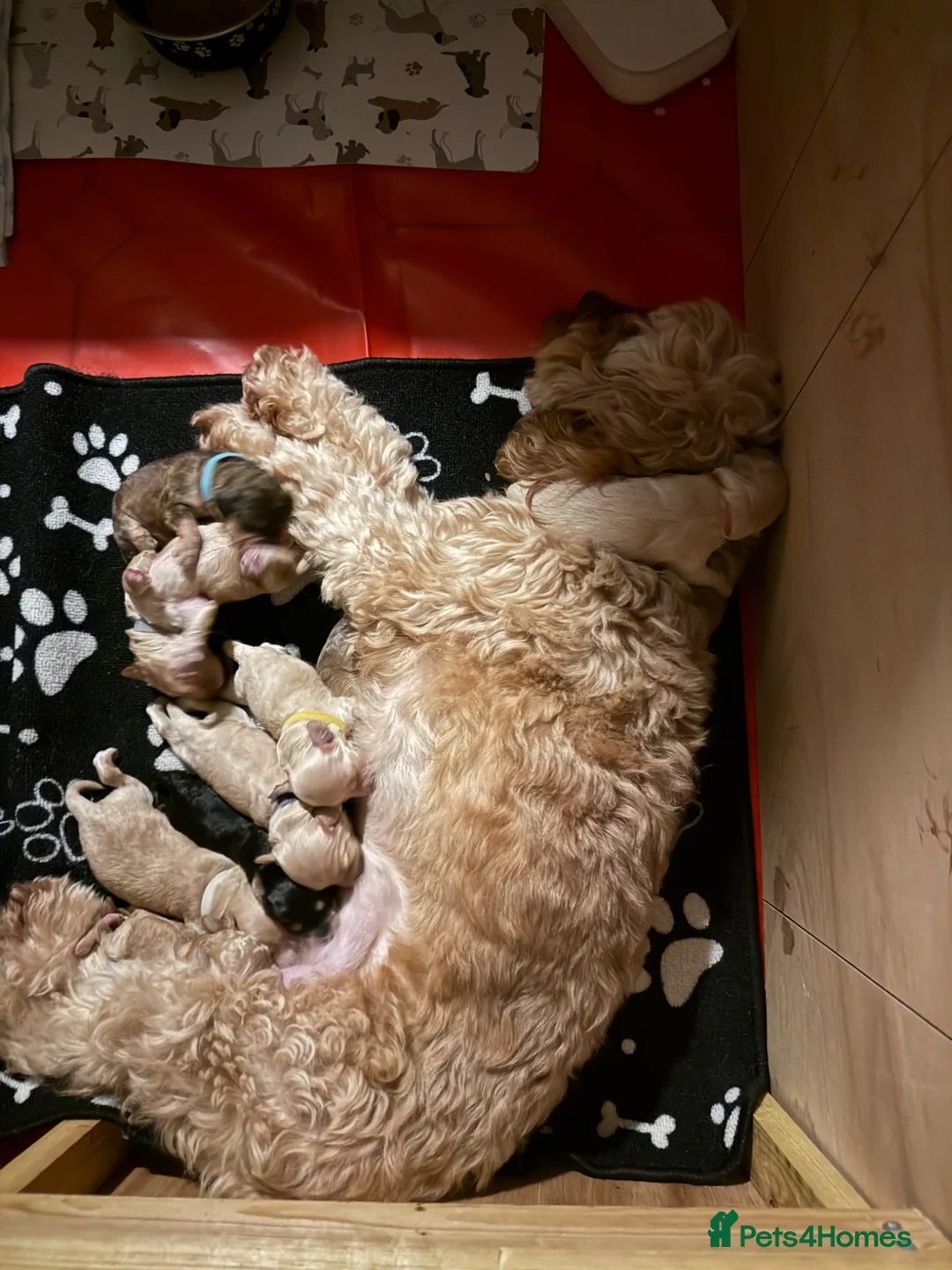 Cockapoo dogs for sale: F2 cockapoos for sale  - Advert 2