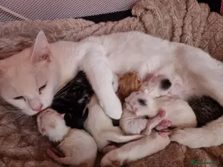 Mixed Breed cats Stunning white kitten’s for sale. - Advert 1