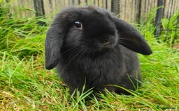 Mini Lop rabbits for sale: Mini lop  - Image 2