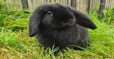Mini Lop rabbits - Advert 4