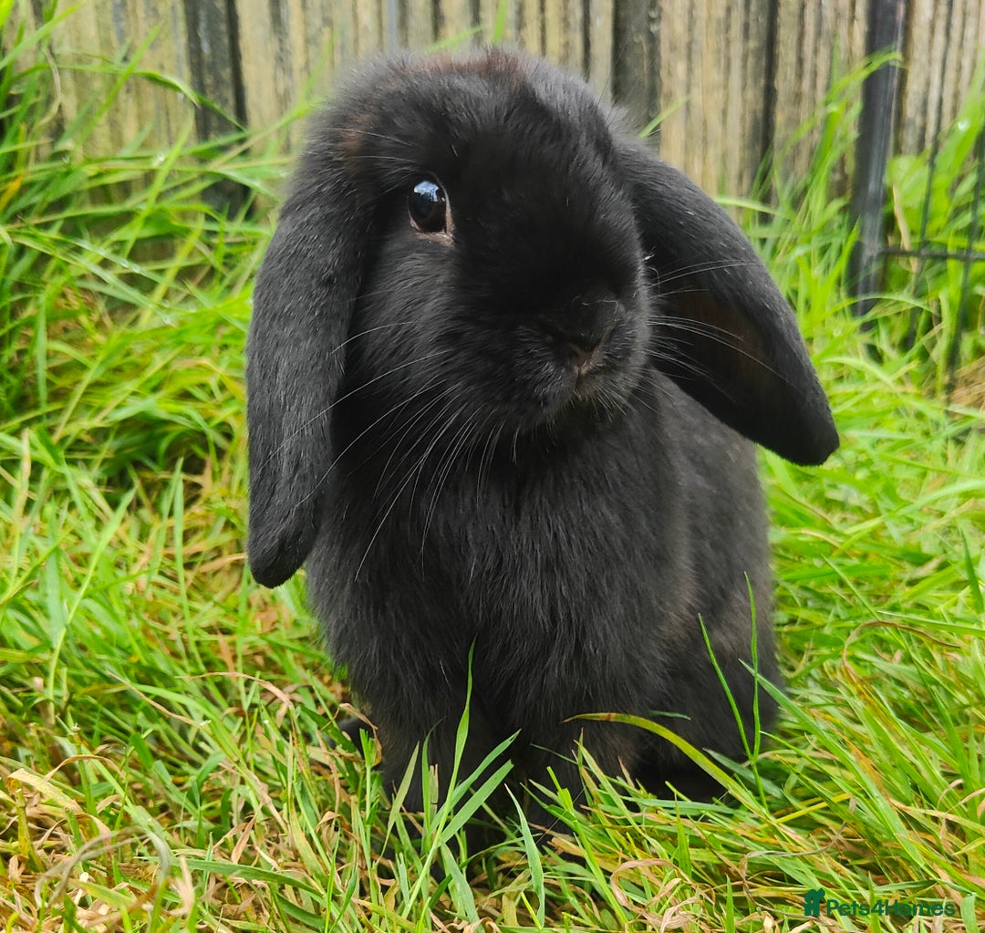 Mini Lop rabbits for sale: Mini lop  - Image 2