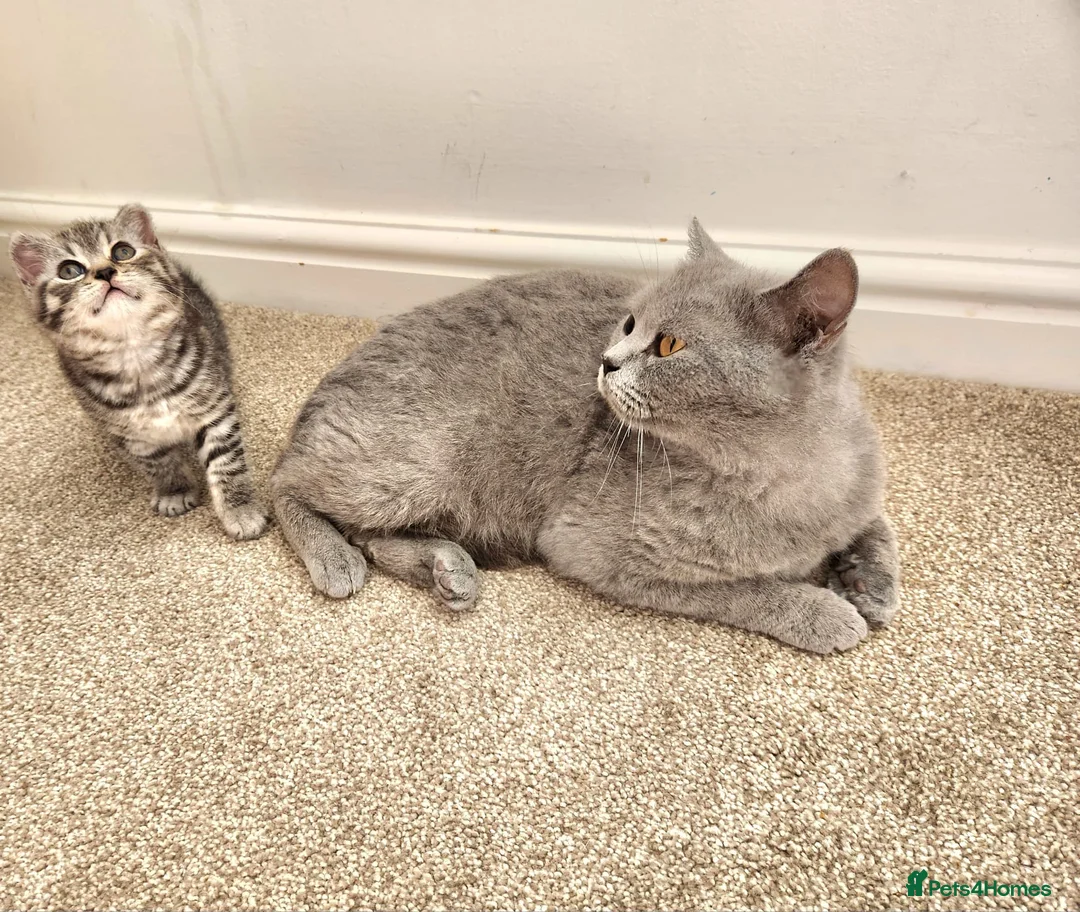 British Shorthair cats for sale: Pedigree Blue British Shorthair girl - Advert 2