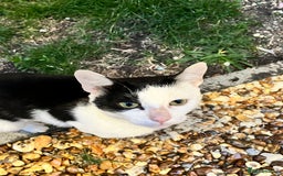 British Shorthair cats for sale: Milo- Tuxedo cat - Image 1