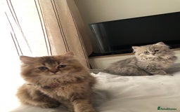 British Longhair cats for sale: Kitten for sale - Image 3