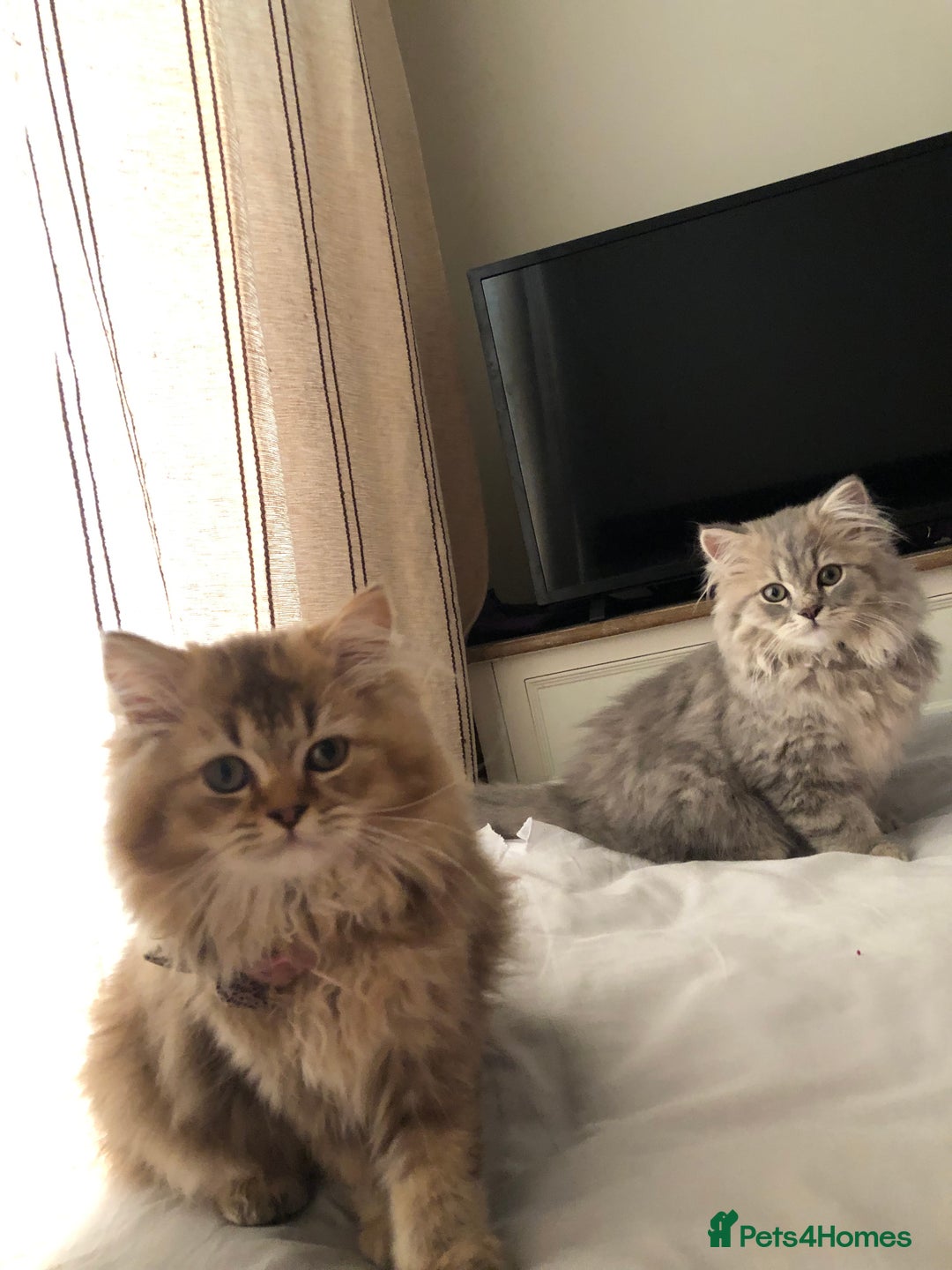British Longhair cats for sale: Kitten for sale - Image 3
