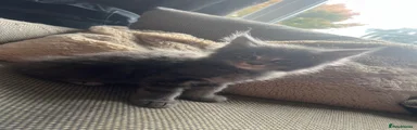 Maine Coon 4