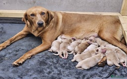Goldador dogs for sale: 🐾Gorgeous Puppies-Family Raised with Love&Care🐾 - Image 11