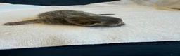 Maine Coon cats for sale:     Stunning Maine Coon x Ragdoll Kittens  - Advert 10