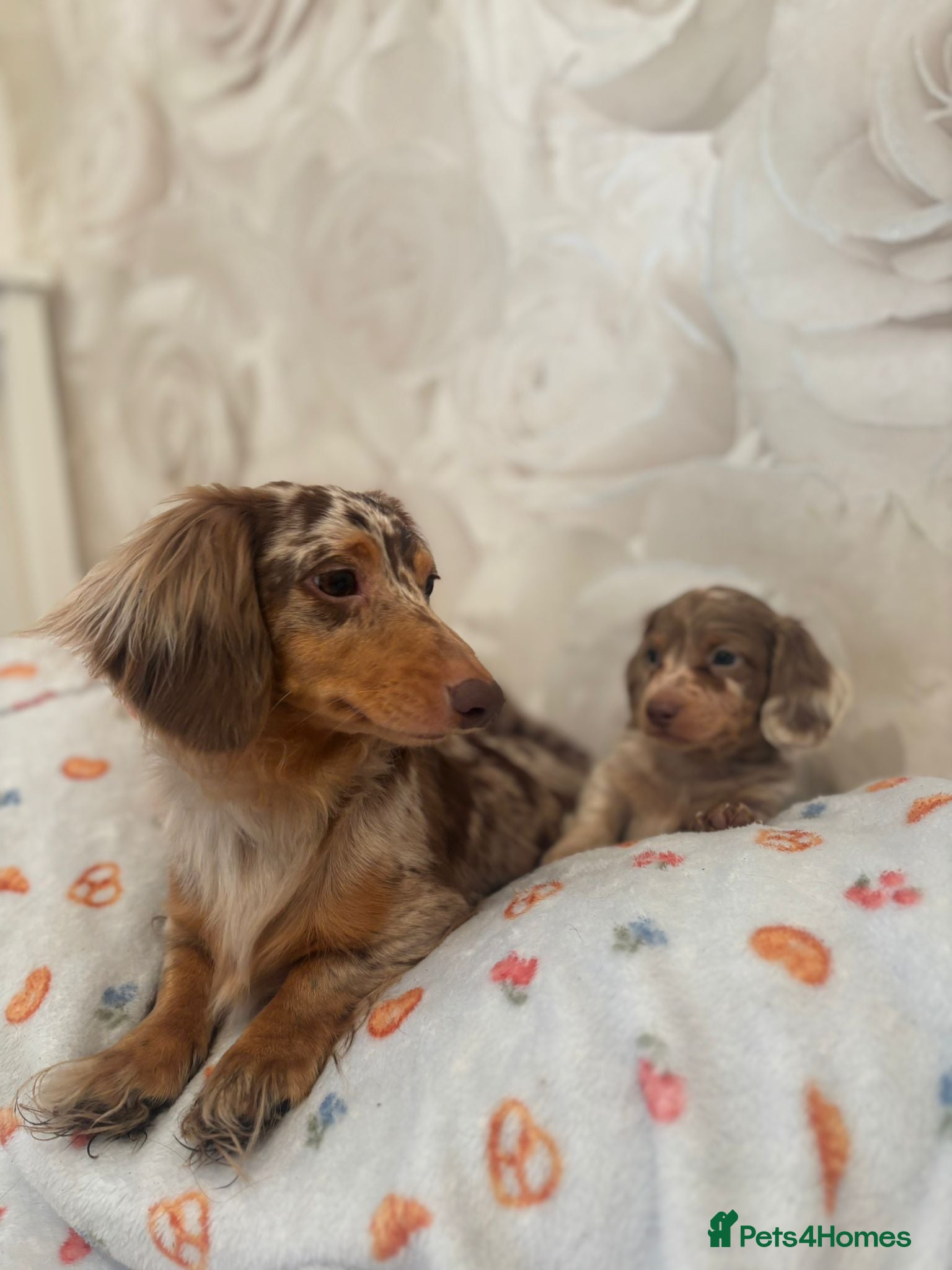 Dachshund dogs Miniature Isabella merle longhaired dachshund boy - Advert 3