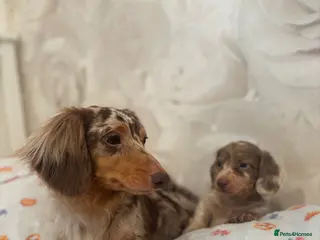 Dachshund dogs Miniature Isabella merle longhaired dachshund boy - Advert 3