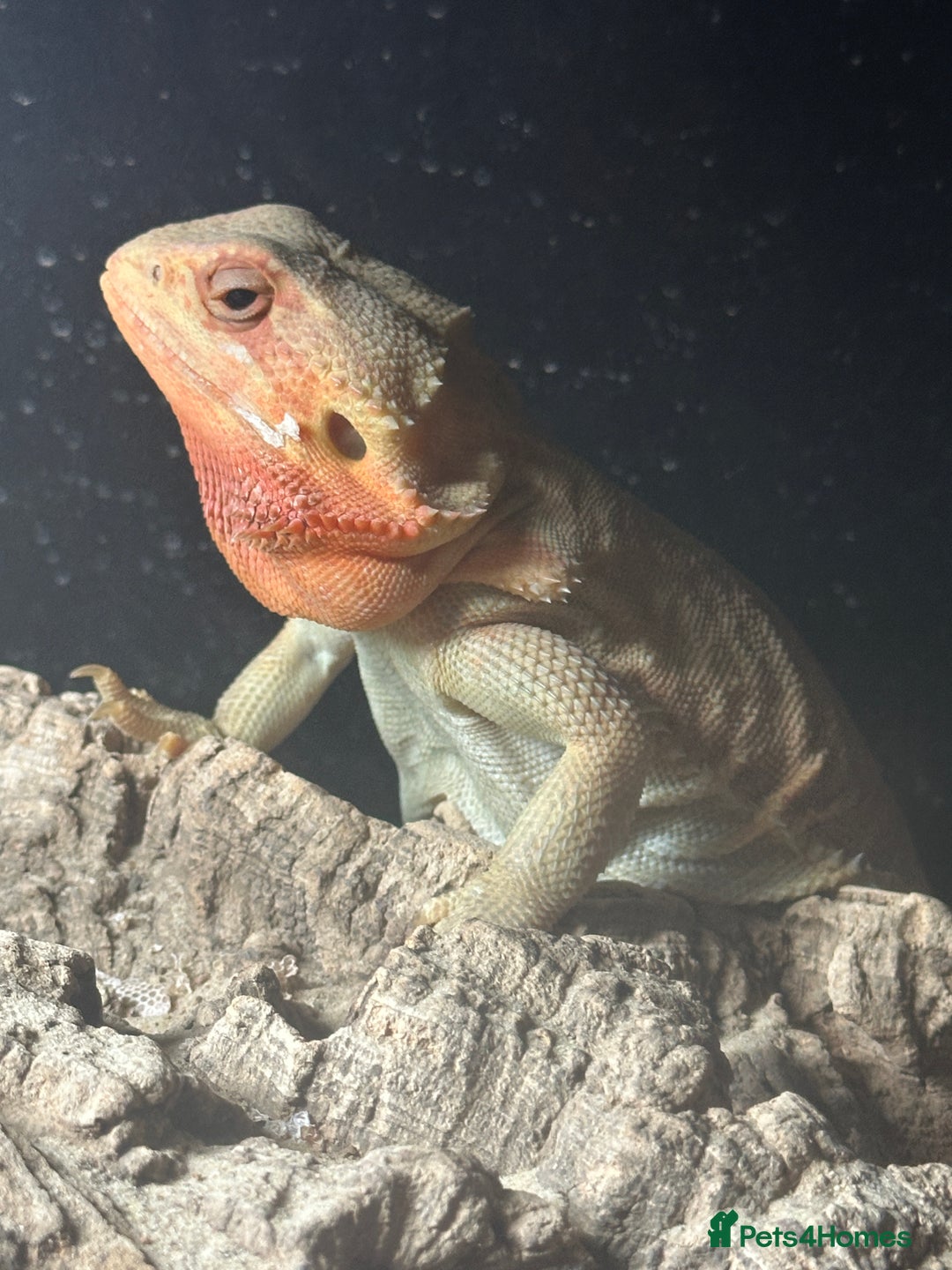 Bearded Dragon reptiles for sale: Bearded Dragon For Rehome  - Advert 1