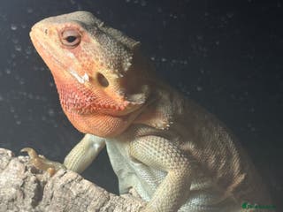 Bearded Dragon reptiles Bearded Dragon For Rehome - Advert 4
