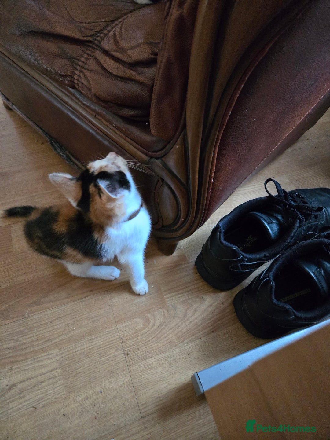 Mixed Breed cats for sale: 3 beautiful kittens - Image 14