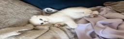 Scottish Fold cats for sale: Silver chinchilla Scottish folds  - Advert 9