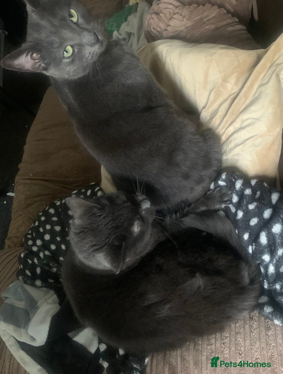 Russian Blue cats for sale: Russian Blue Mother and Daughter - Image 6