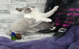 British Shorthair cats for sale: CHAMPION SIRED GCCF REG BSH BLUE BI MALE KITTEN - Image 5