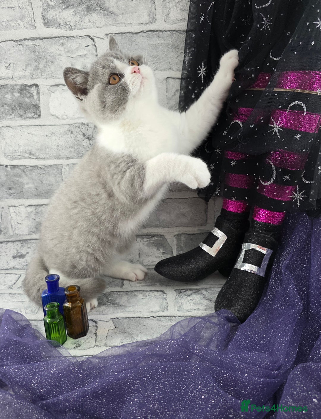 British Shorthair cats for sale: CHAMPION SIRED GCCF REG BSH BLUE BI MALE KITTEN - Image 5
