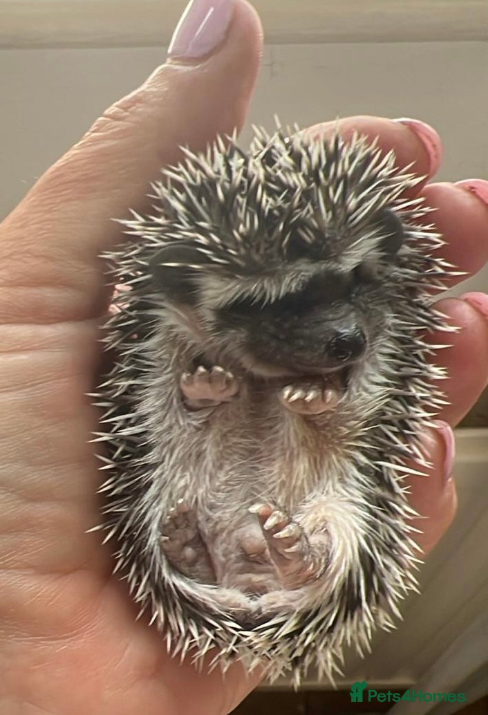 Pygmy Hedgehog rodents African Pygmy hedgehogs hoglets  - Advert 8