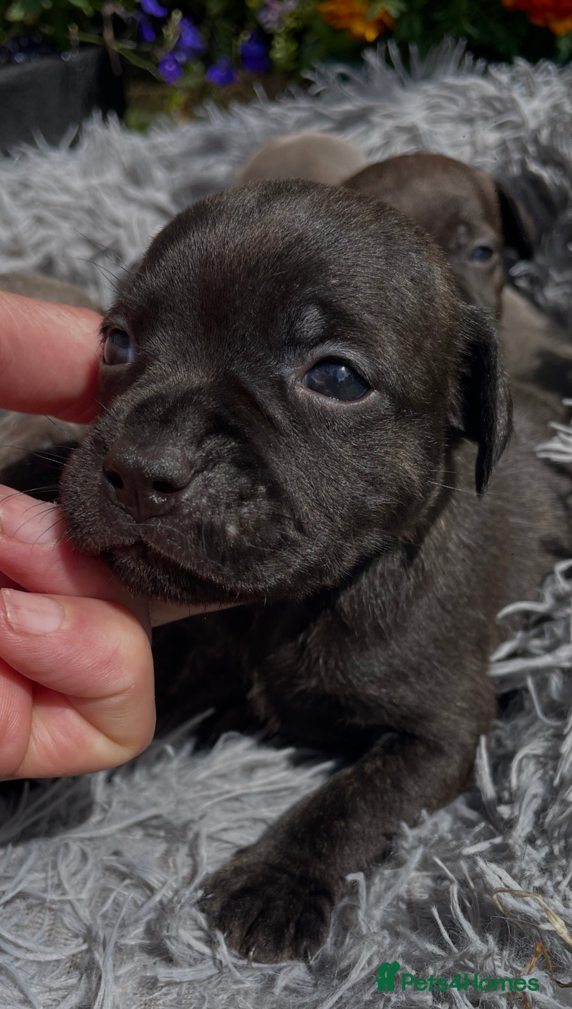 Staffordshire Bull Terrier dogs Black Eye SBTs this season litter 3 boys 3 girls  - Advert 2