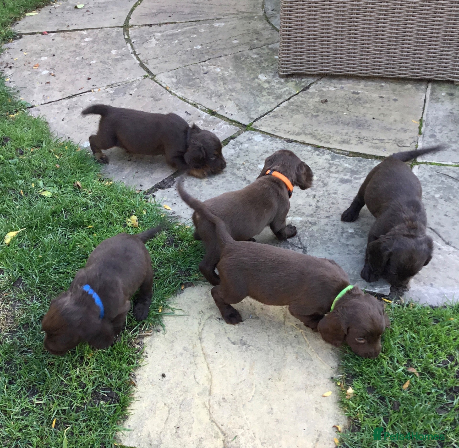Cocker Spaniel dogs KC REG COCKER SPANIEL PUPPIES  - Advert 1