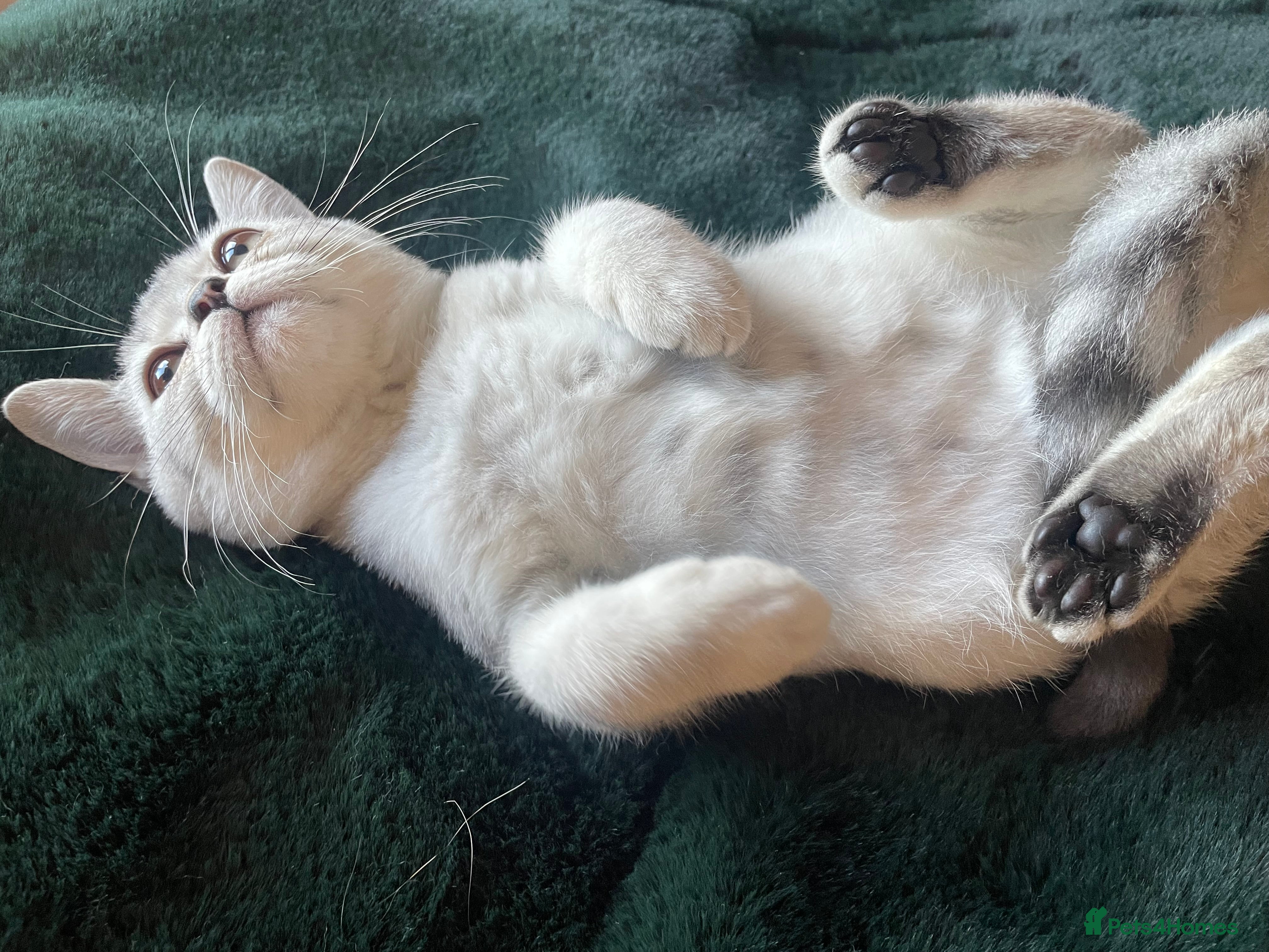 British Shorthair cats British Shorthair Kittens - Advert 1