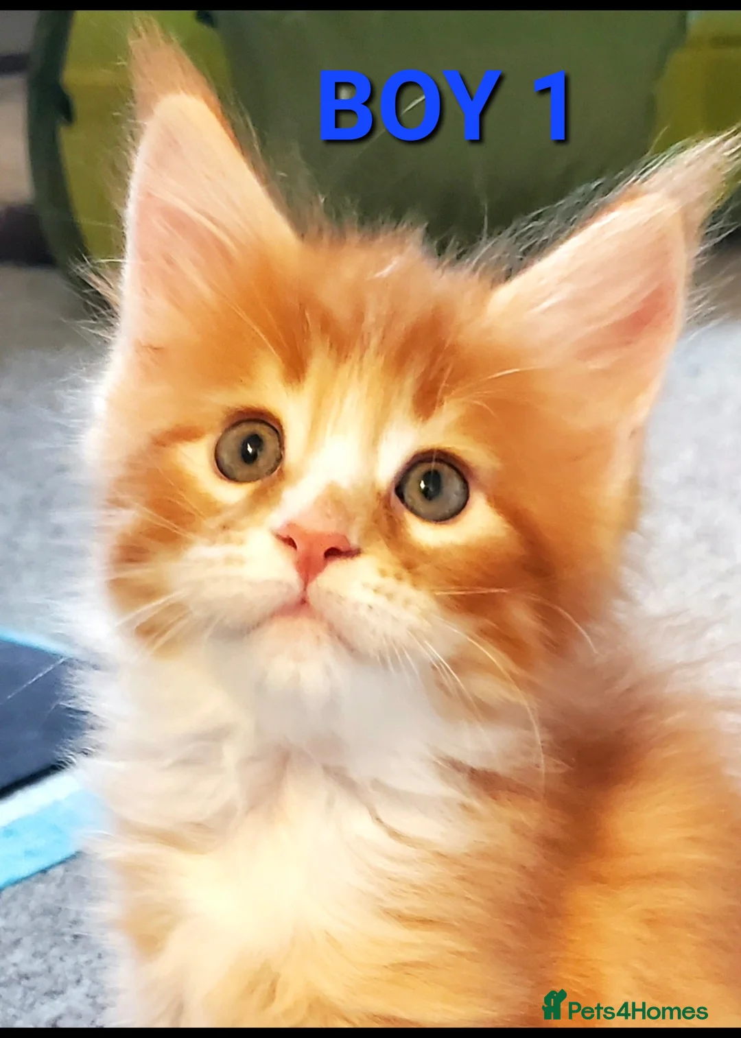 Maine Coon cats for sale: GOURGEOUS XXL MAINE COON KITTENS!!! - Advert 7