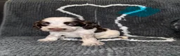 Cocker Spaniel dogs for sale: Cocker spaniel puppies  - Advert 5