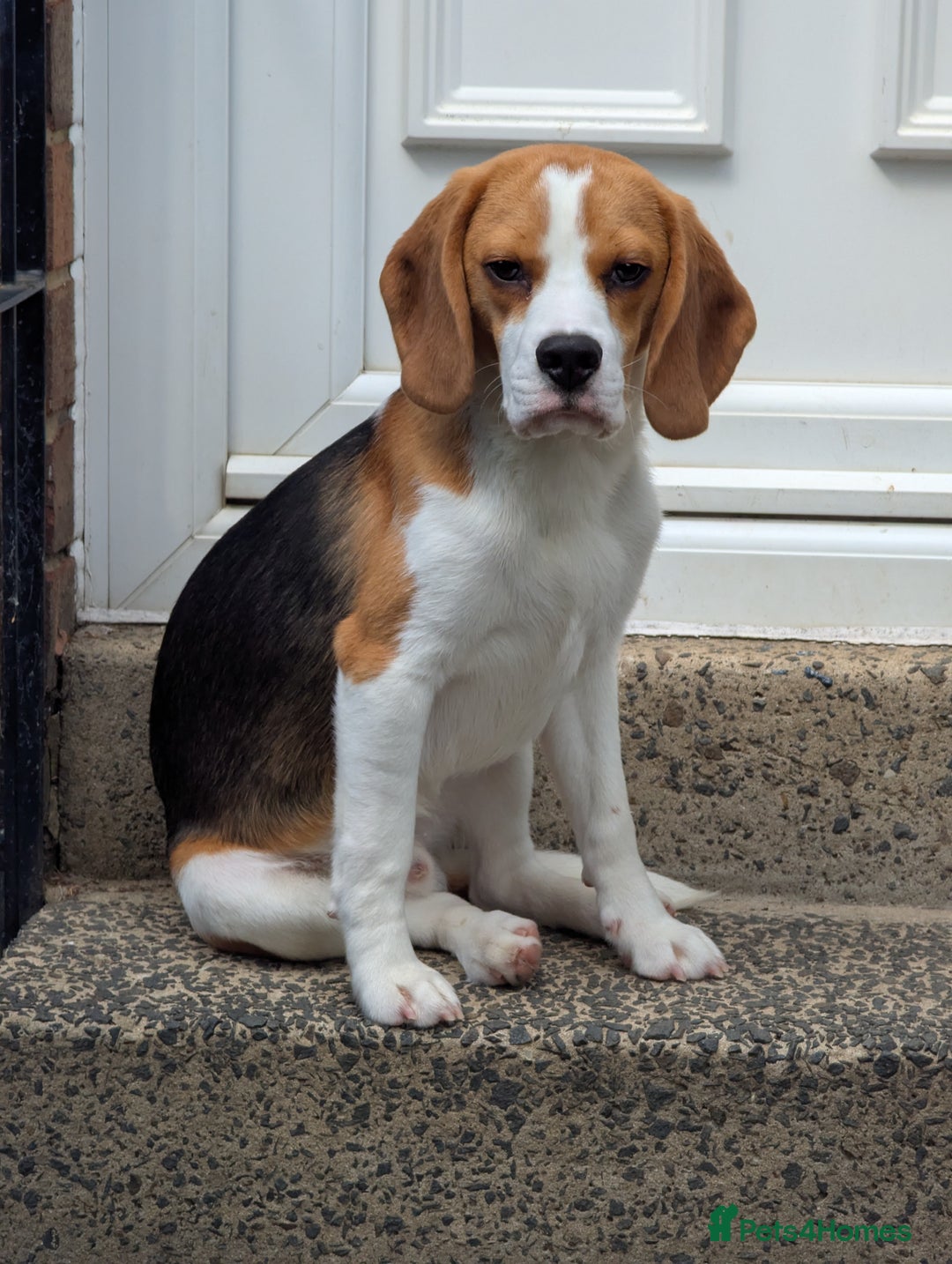 Beagle dogs for stud: KC Registered Beagle for stud - Image 3