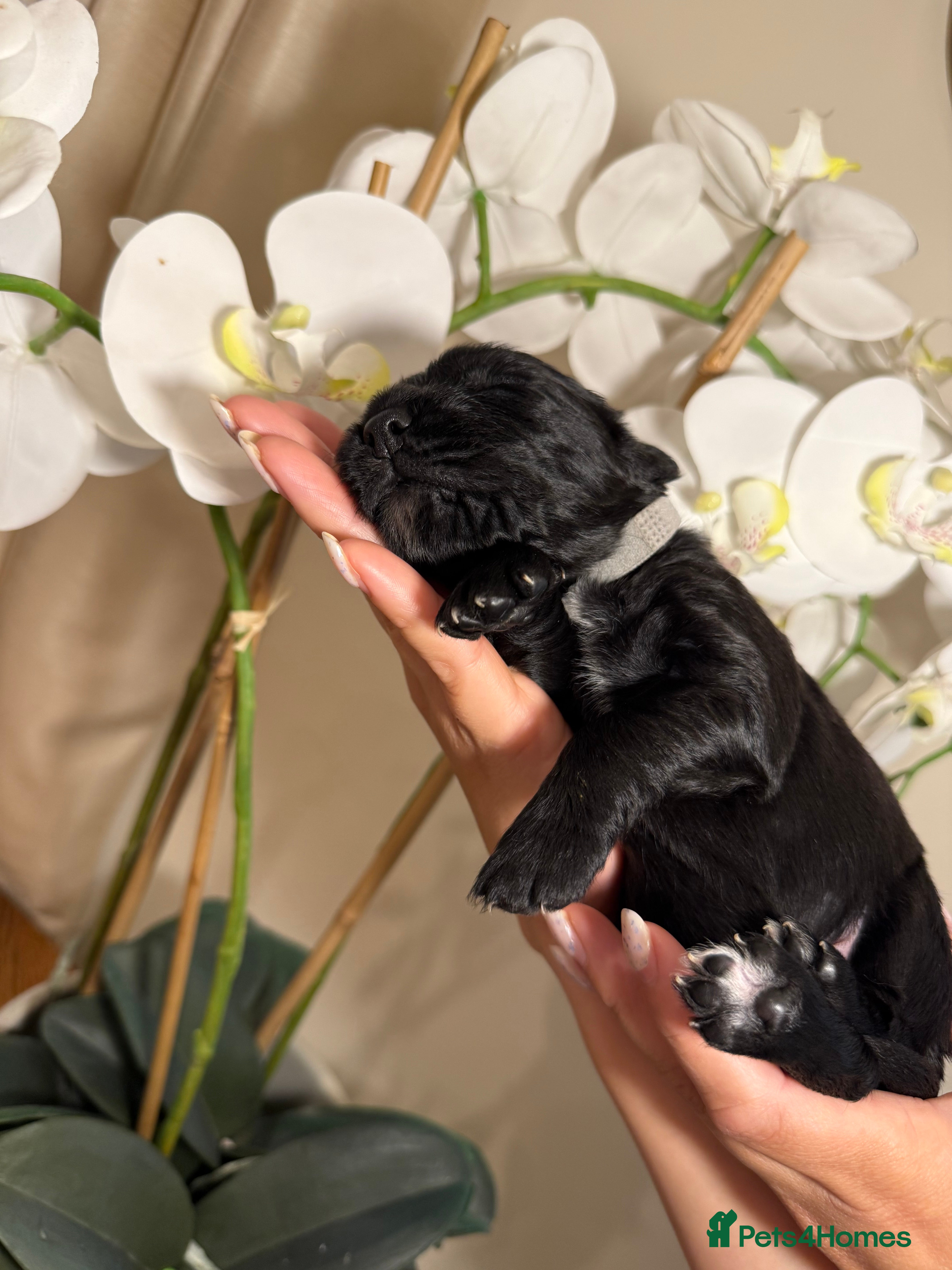 Cocker Spaniel dogs KC Registered Cocker Spaniel Puppies - Advert 2